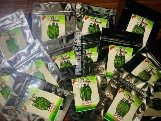 Chilli Seeds Mich hy1 Miris Hybrid 5g