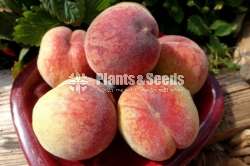Rare Type Peach Plants for Sale