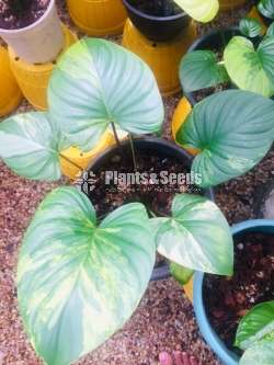 Homalamina Variegated Plants