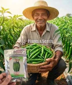 Chilli Seeds Mich hy1 Miris Hybrid 10g