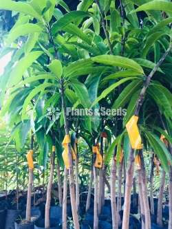 T J C MANGO PLANT 