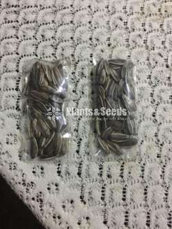 Sunflower seeds / සුරියකාන්ත ඇට  /  சூரியகாந்தி விதைகள்