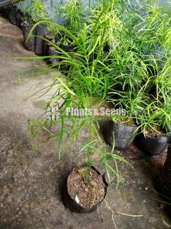 හාතාවාරිය (Hathawariya ) Asperagus