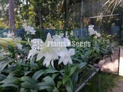 White Orchid Plant Available 