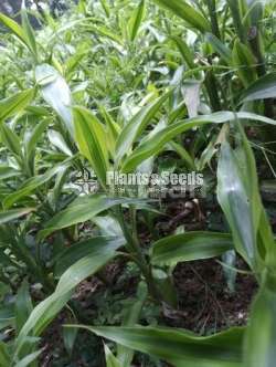sandriyana plant 0779577639
