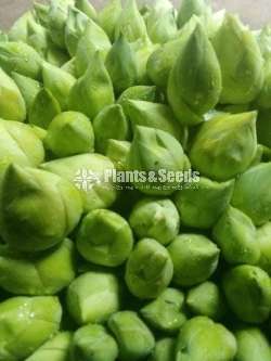 රතු සහ සුදු නෙළුම් මල්, දාස්පෙතියා මල්, නිල් මානෙල්