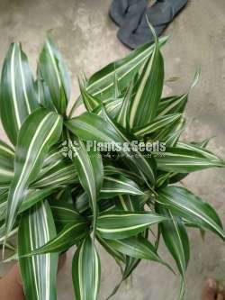 sandriyana plant 0779577639