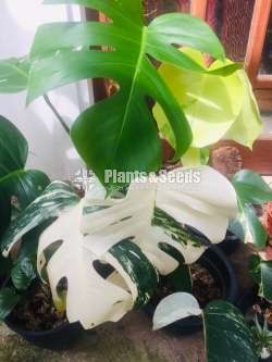Philodendron Monstera