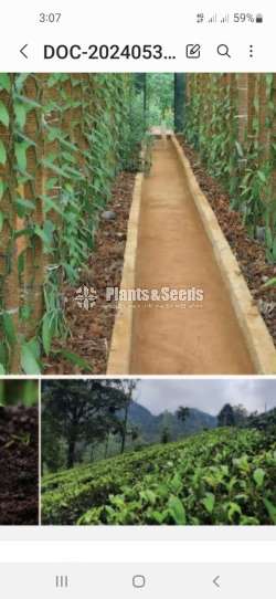 Invest venila plantation 