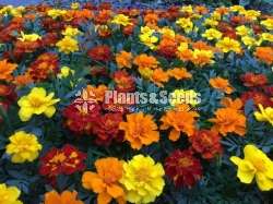 දාස්පතියා පැල හා බීජ (වර්ණ රැසකින්)