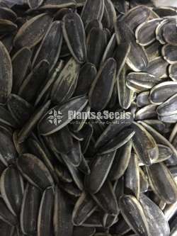 Sunflower seeds / සුරියකාන්ත ඇට  