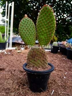 Cactus plants