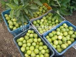 ලේයර් ඇපල් පේර පැල