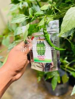 Chilli Seeds Mich hy1 Miris Hybrid 10g