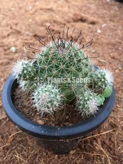 Cactus plants