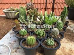 Cactus plants