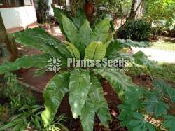 A large Bird's nest plant for sale in Meegoda, Homagama