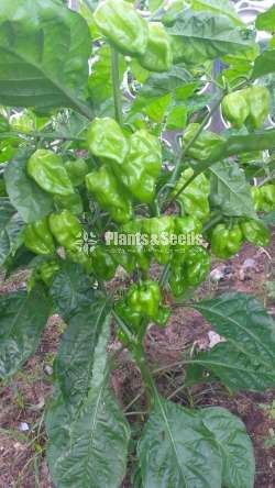 Hybrid Pepper Hot Dragon Seeds නයි මිර්ස් බීජ 0.25g 