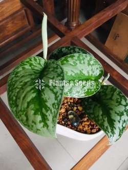 Scindapsus Plants