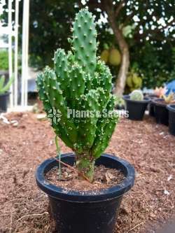 Cactus plants