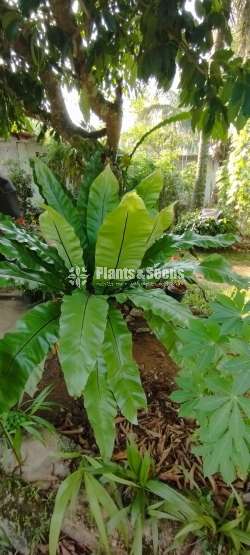 A large Bird's nest plant for sale in Meegoda, Homagama
