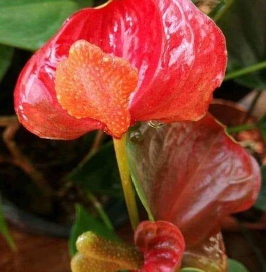 ASP Plant Nursery