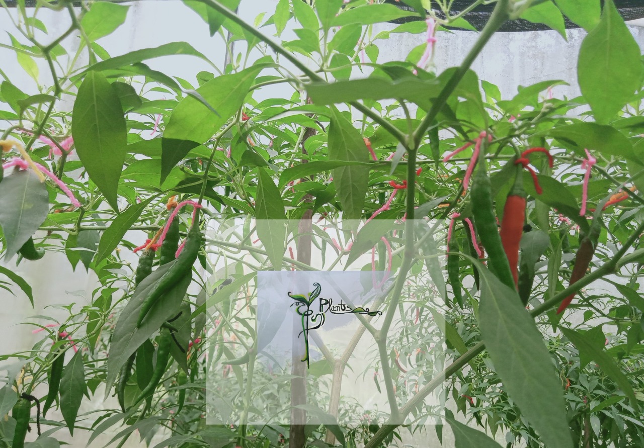 Agra Plants