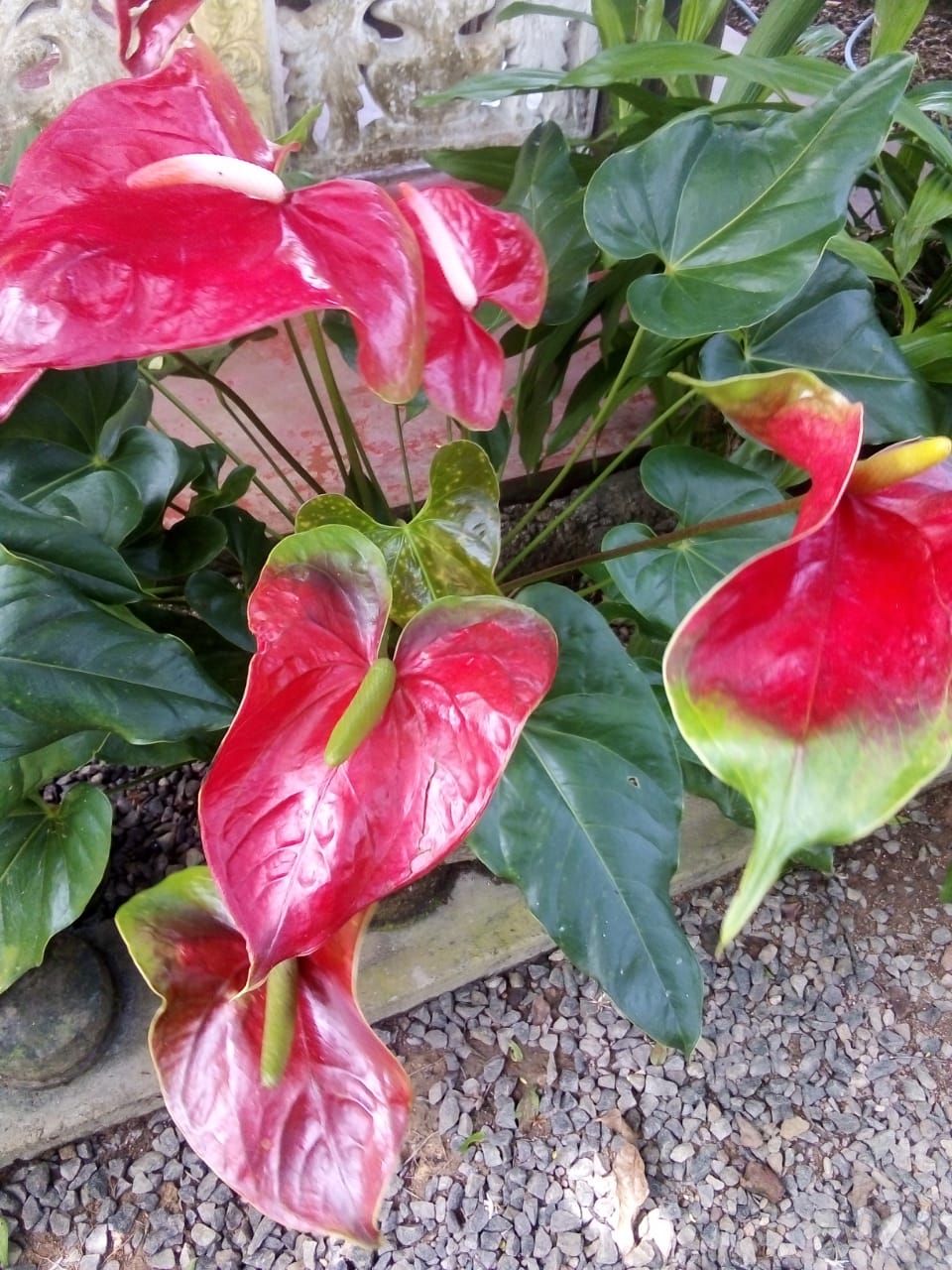 Anthurium Mal