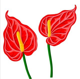 Anthurium Nivithigala