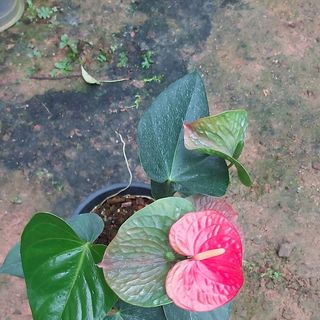 Anthurium Srilanka