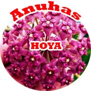 Anuhas Hoya