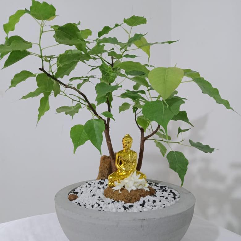 Asanaka Pela Thawana