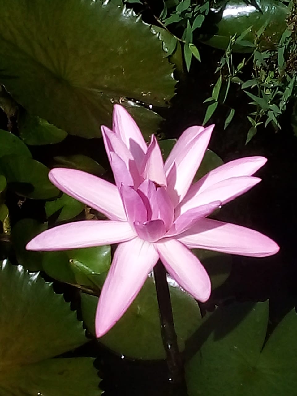 Balangoda Water Plants