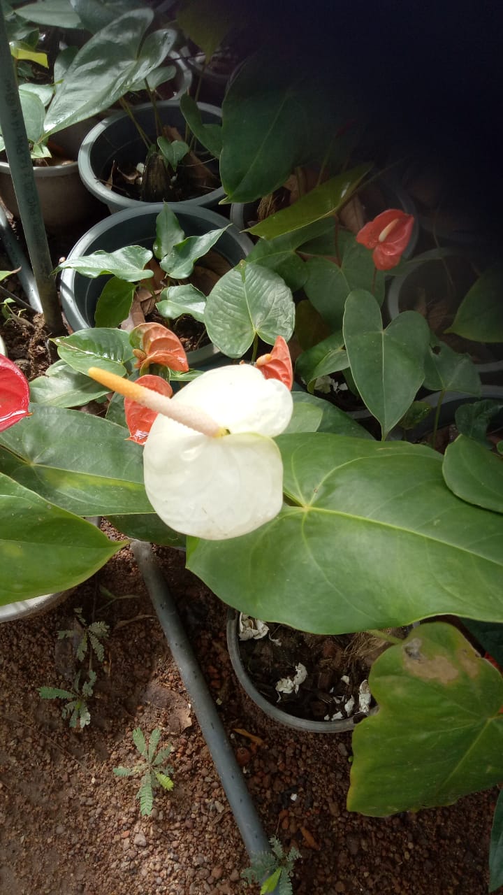 Bhagya Flower Plant