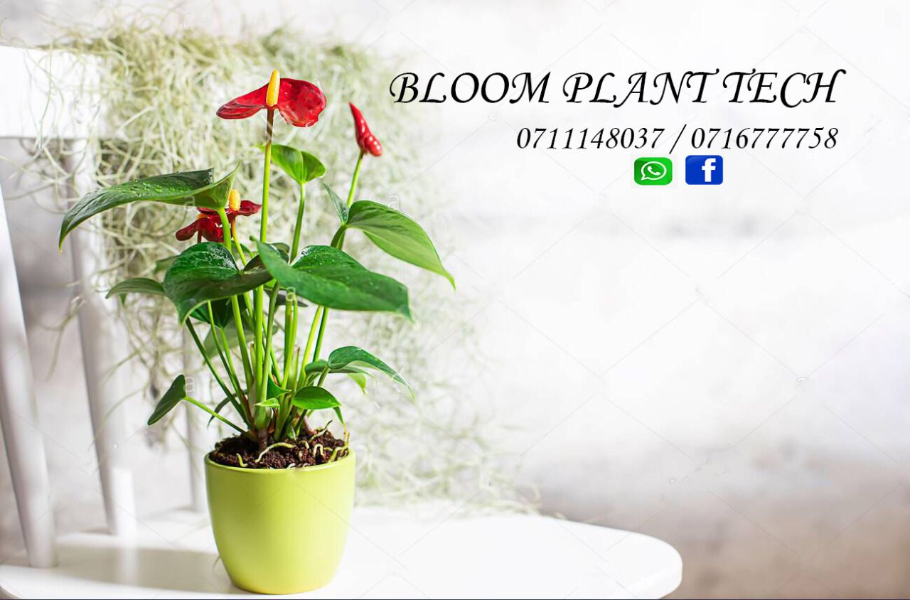 Bloom Plant Tech