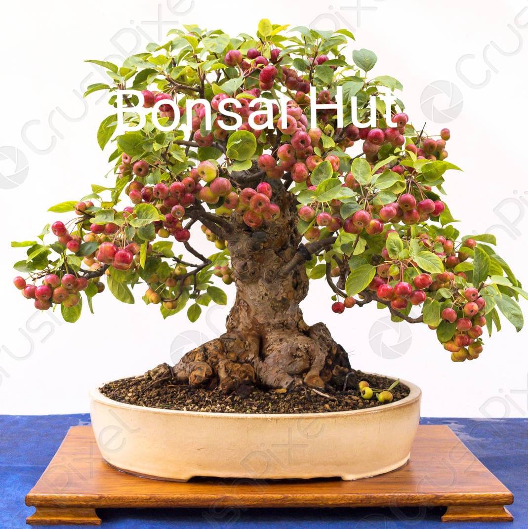 Bonsai Hut