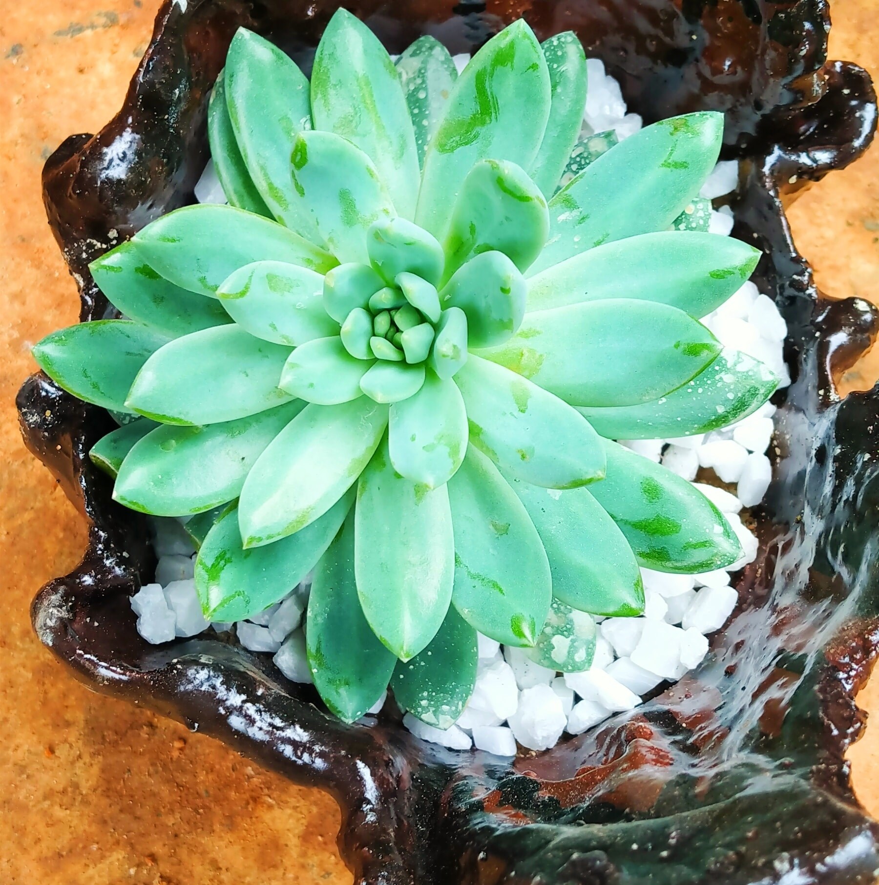 Cactus Niwahana