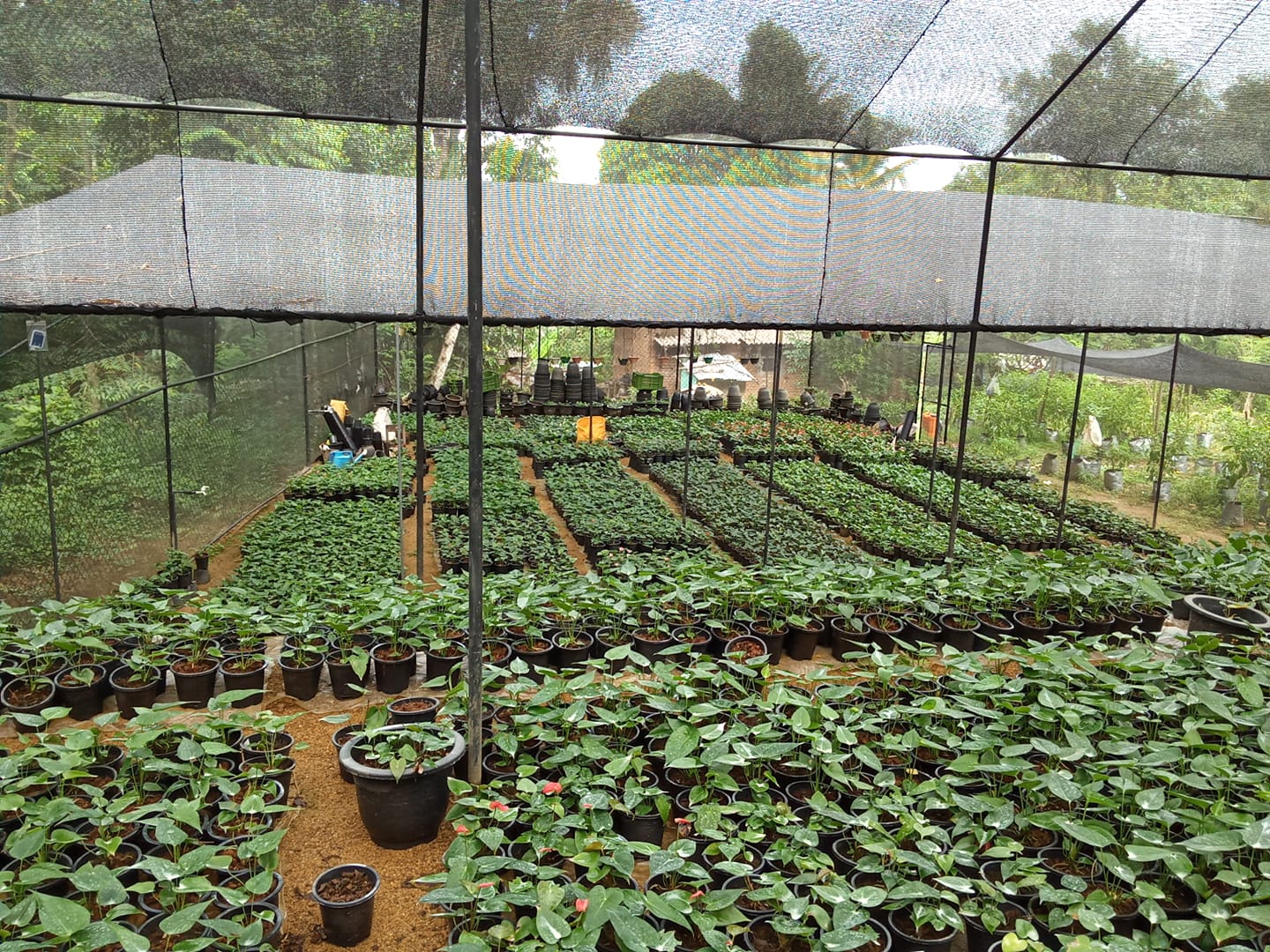 Chanuli Plants Nursery