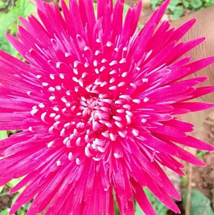 Colour palece