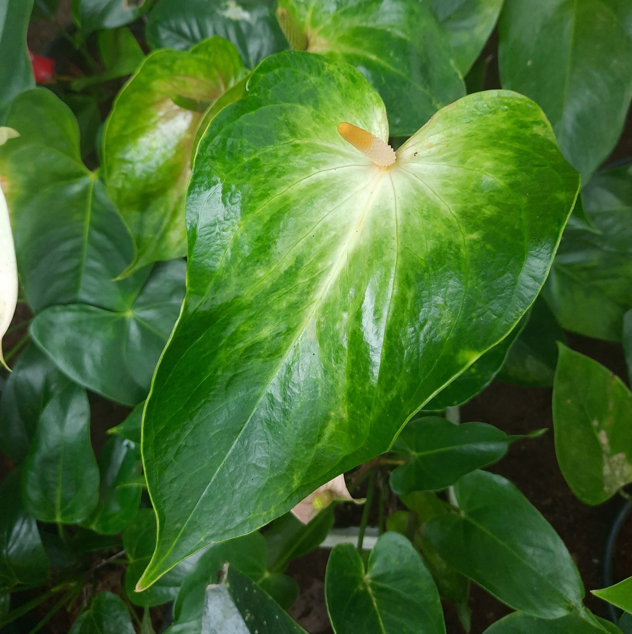 DGPlantsNurseryAvissawella