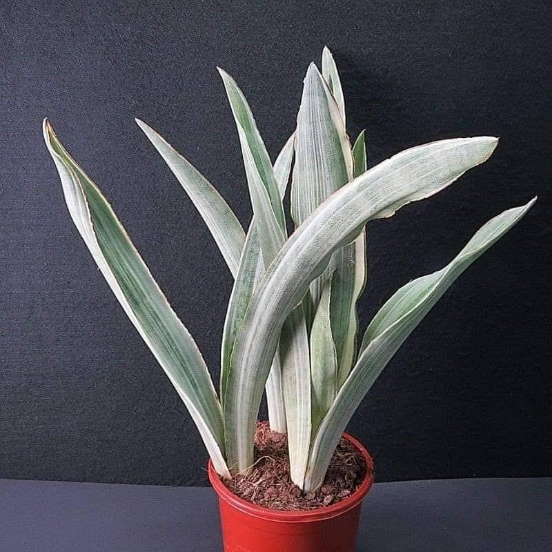 DMW Plants