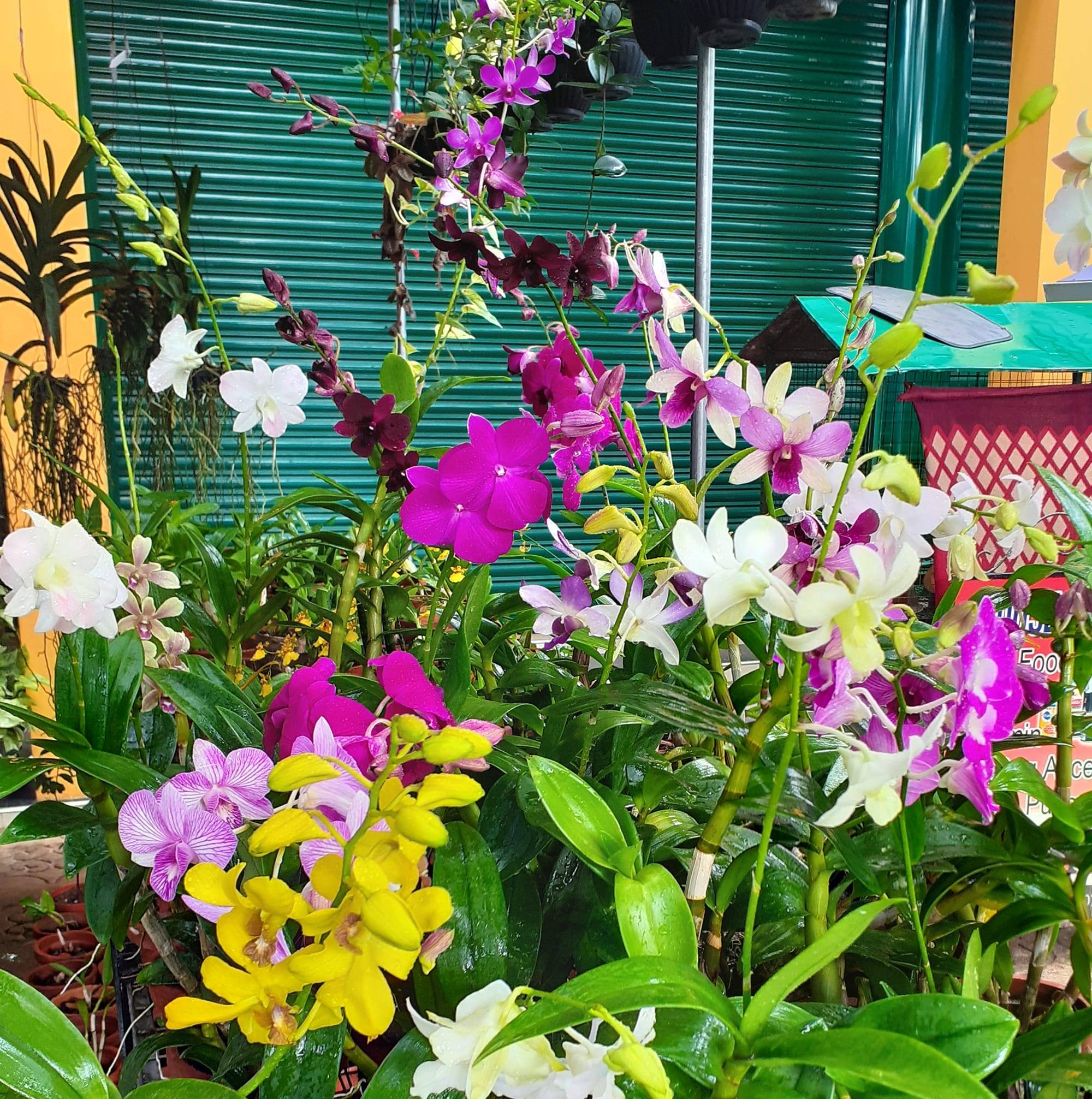 Dil Orchids