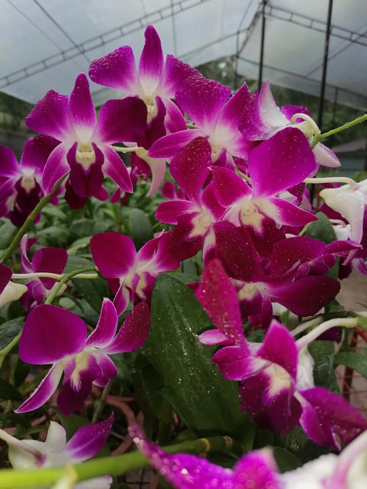 Emys  orchids 