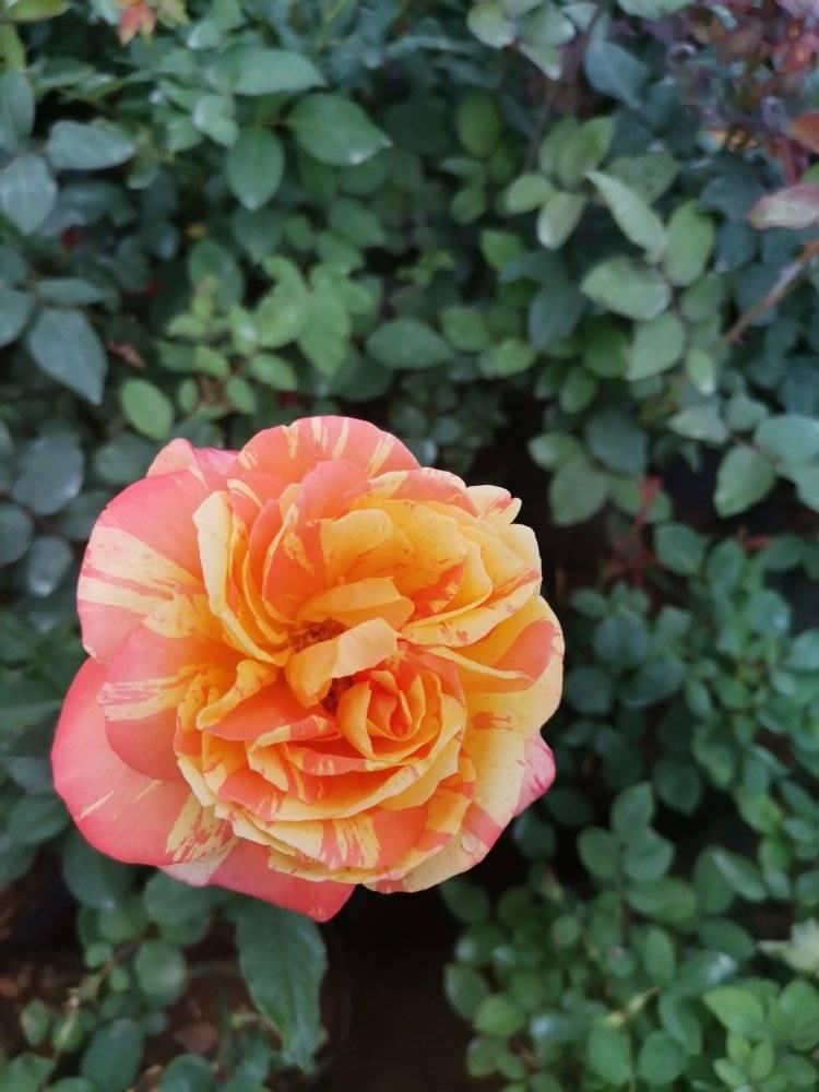 Flower Business