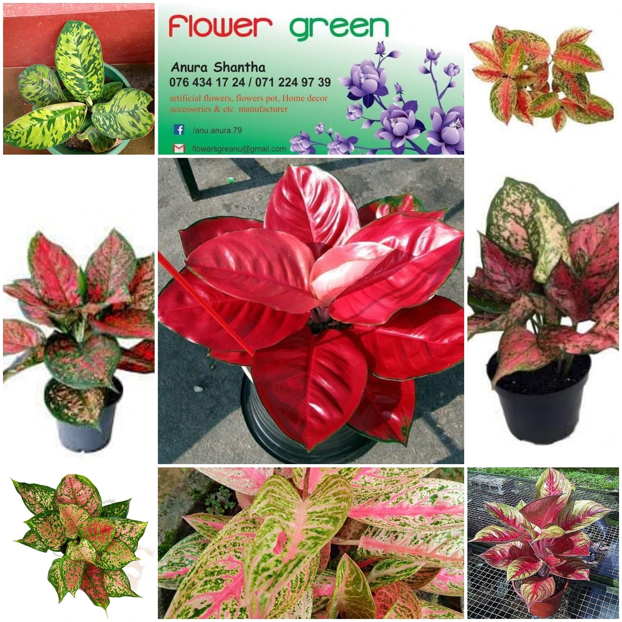 Flower Green