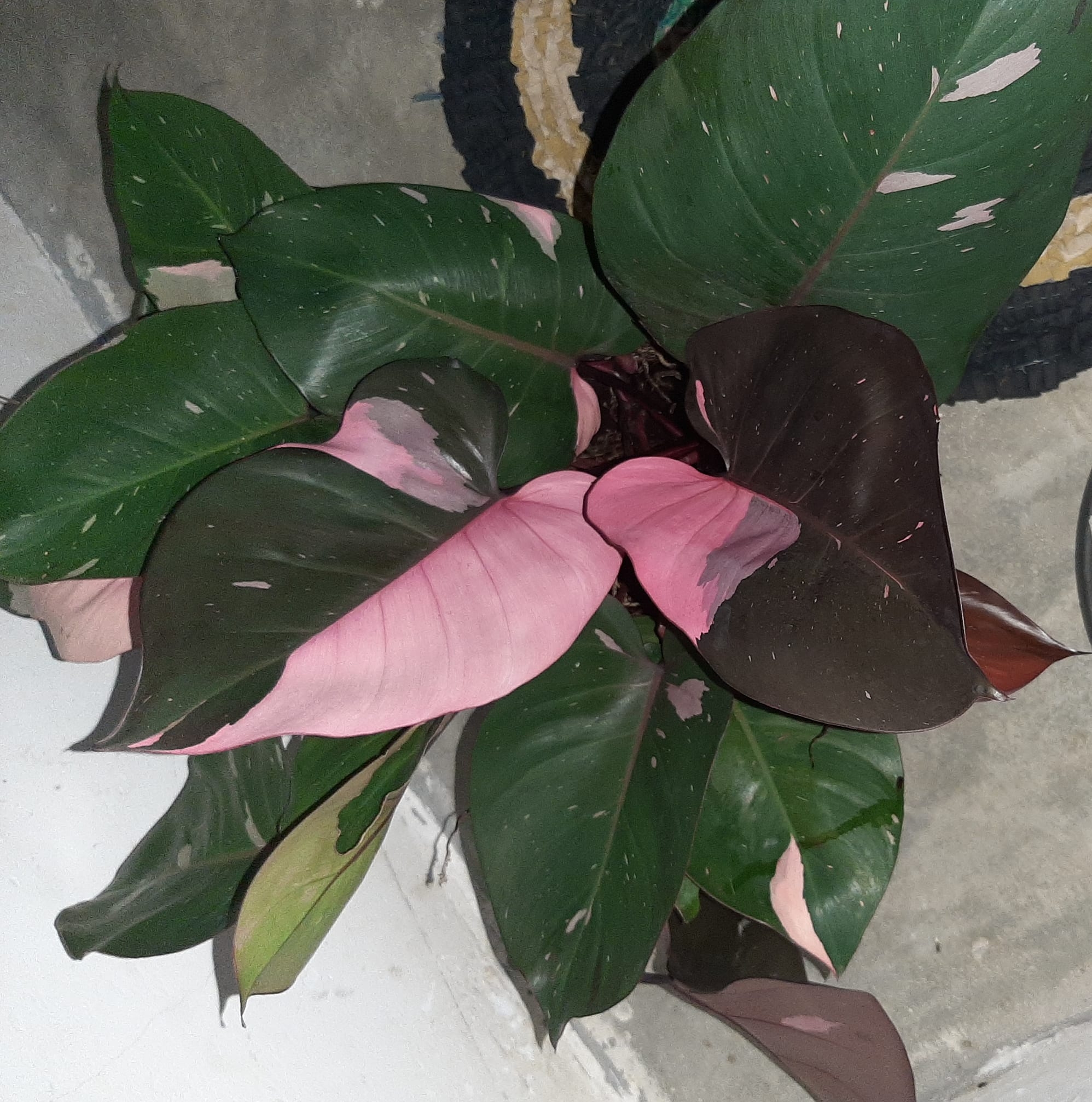 Gamage Plants