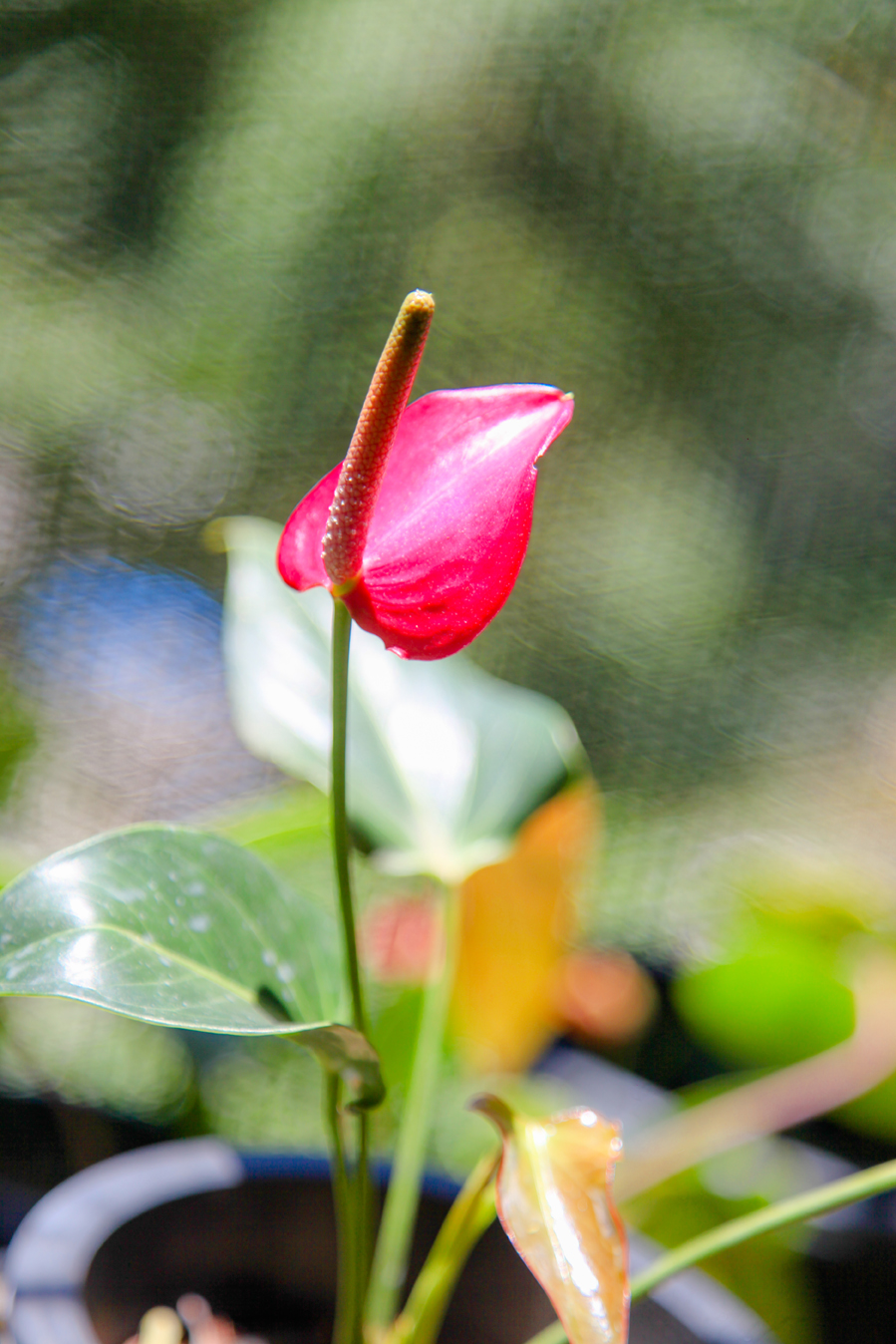 Gimhana Anthurium