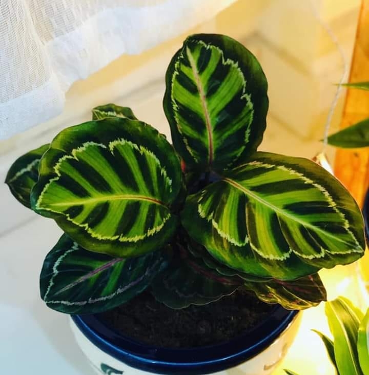 Green Dream