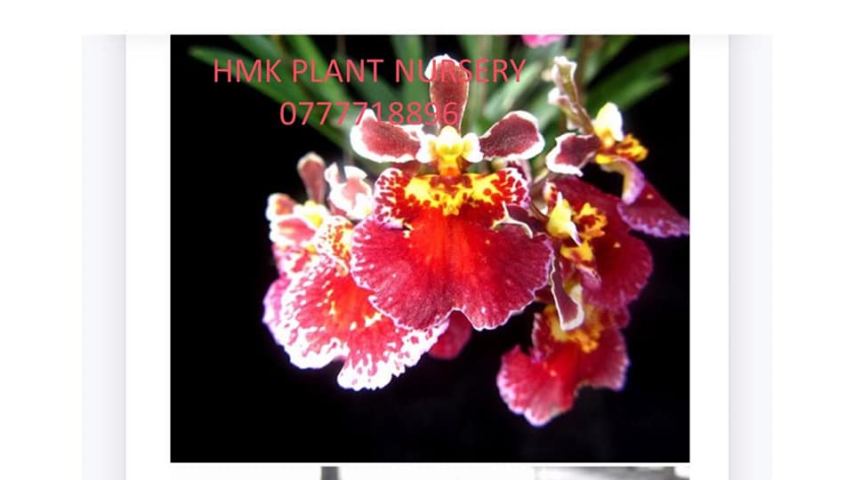 H M K Plant Nursery