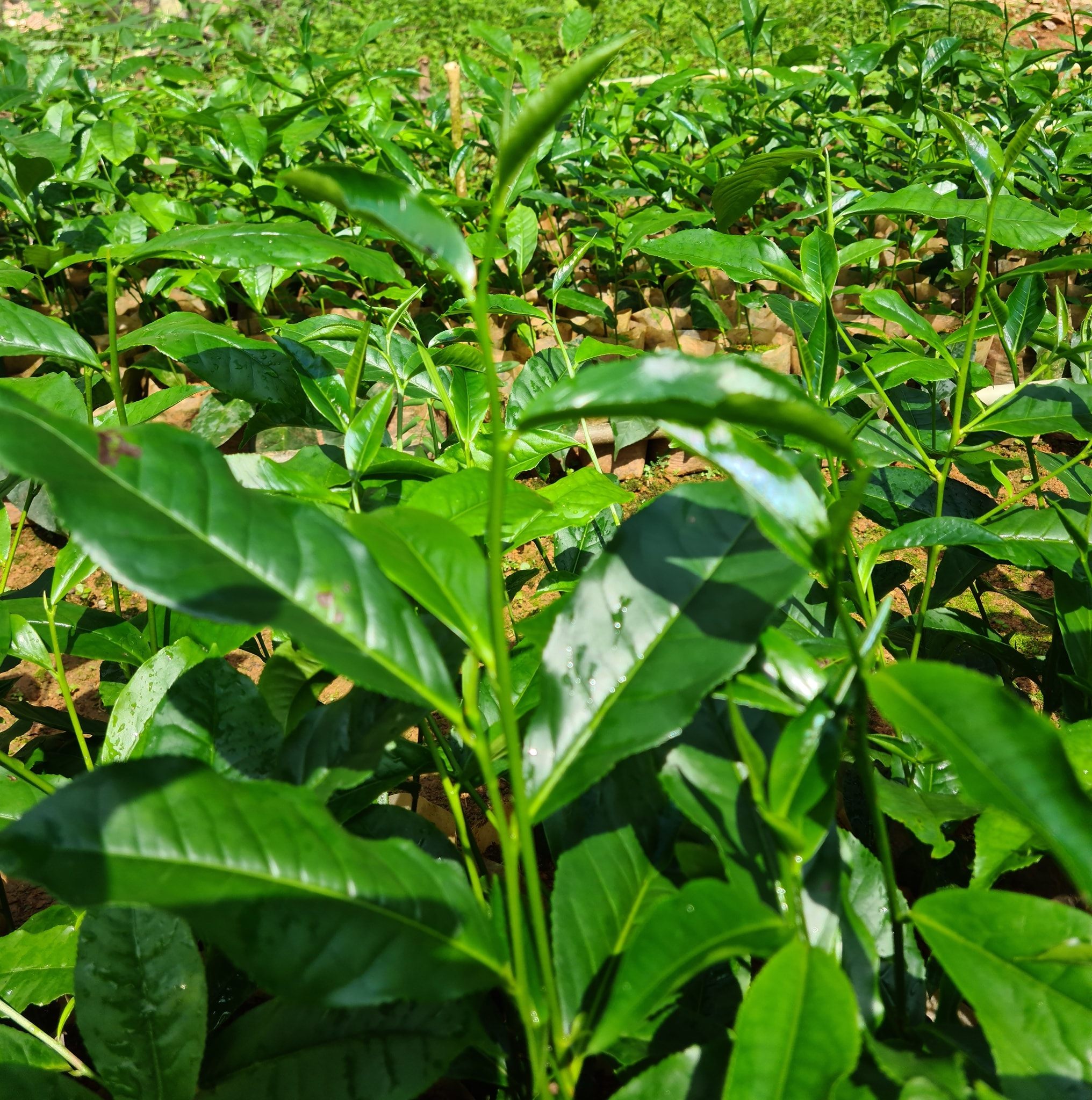 Haritha Tea Nursery